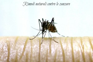 rimedi naturali contro le zanzare